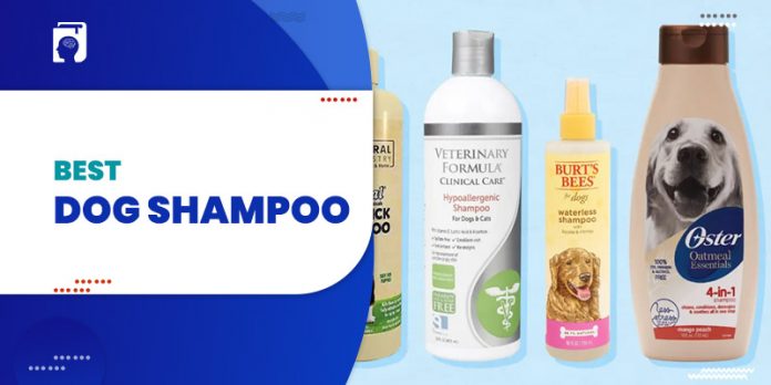 Best Dog Shampoo For Your Furry Friend