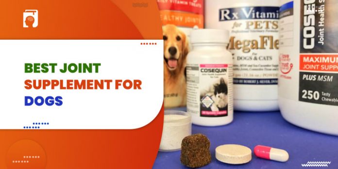 Best Joint Supplement for Dogs