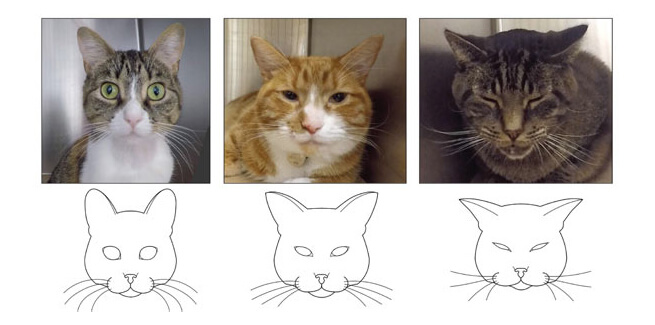 Cat Facial Expressions