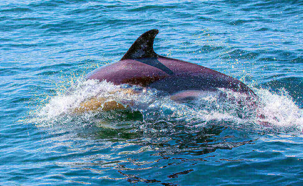 Dolphin watching in Marjim