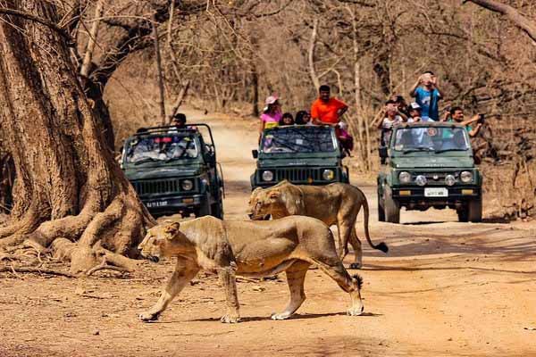 Gir National Park