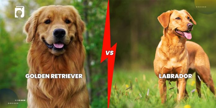 Golden Retriever VS Labrador