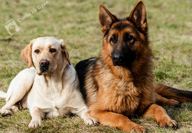 Labrador and German Shepherd Weight