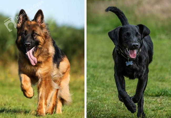 Labrador vs German Shepherd Appearance