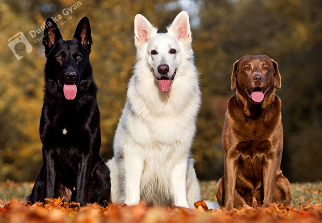 Labrador vs German Shepherd Color