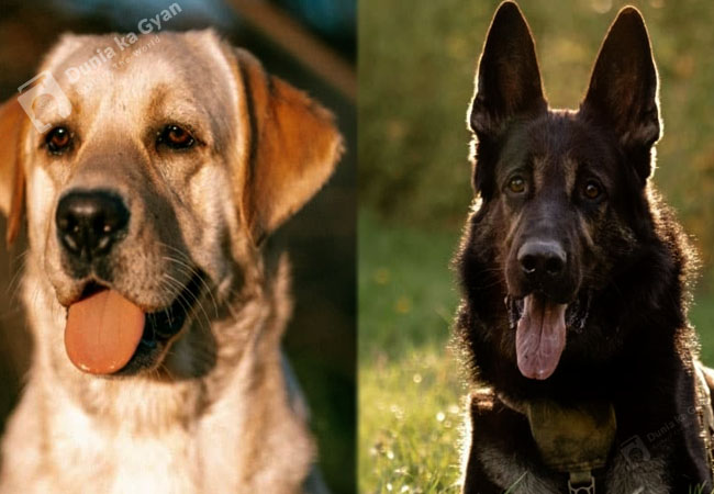Labrador vs German Shepherd Grooming