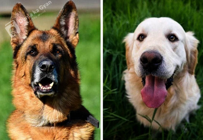 Labrador vs German Shepherd Nutritional Requirement