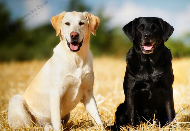 Labrador vs German Shepherd Origin