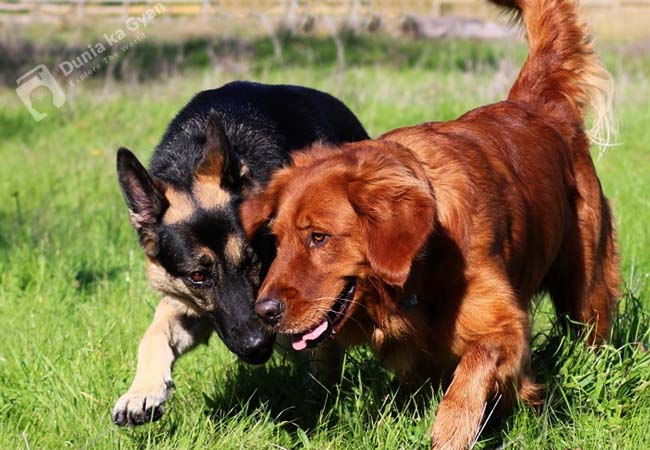 Labrador vs German Shepherd Temperament