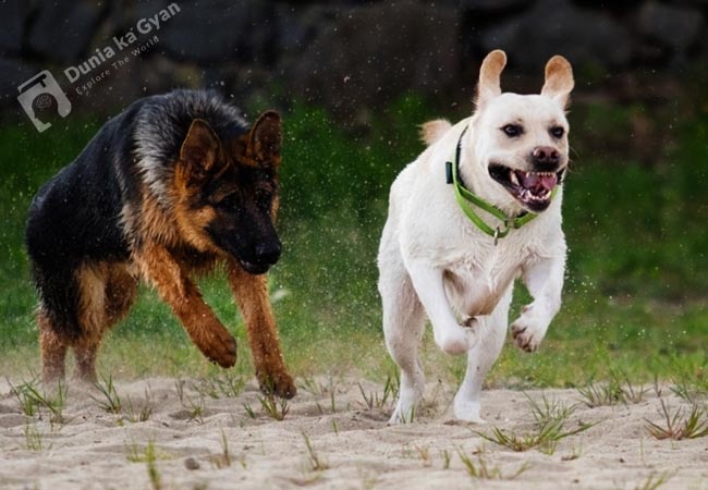 Labrador vs German Shepherd Training