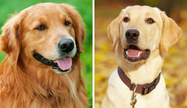 Labrador vs Golden Retriever Appearance