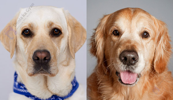 Labrador vs Golden Retriever Grooming