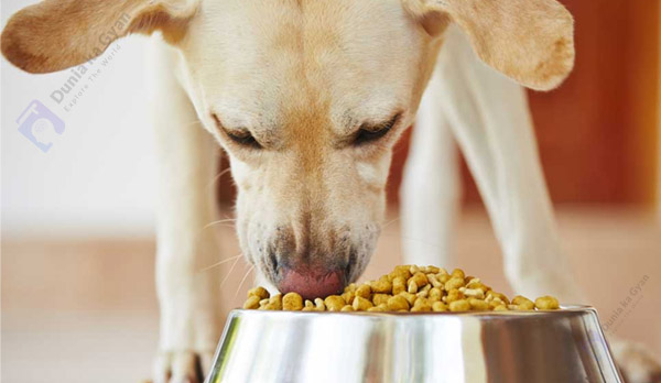 Labrador vs Golden Retriever Nutritional Requirement