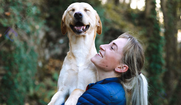 Labrador vs Golden Retriever-Relationship with Humans