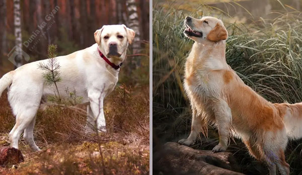 Labrador vs Golden Retriever Temperament