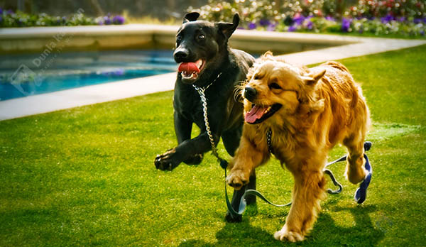 Labrador vs Golden Retriever Training