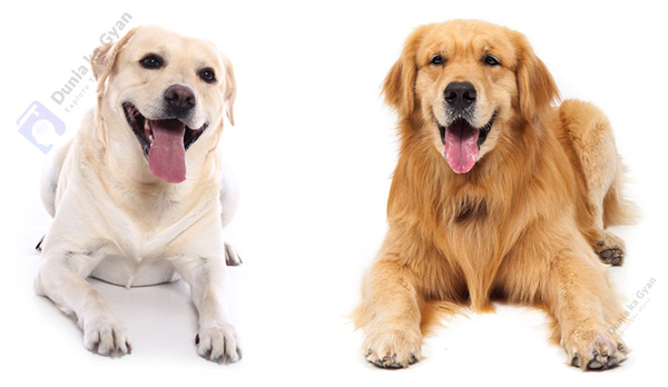 Labrador vs Golden Retriever Weight