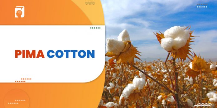 what is Pima cotton