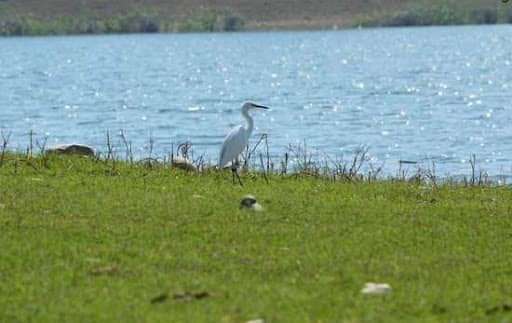 Pong Dam