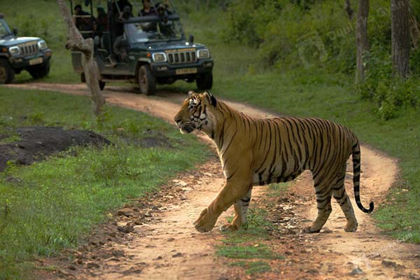 1. Sariska National Park