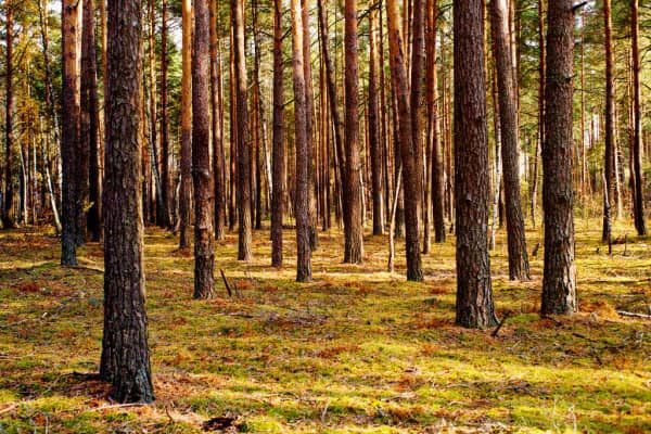 Take a Walk in the Pine Forest