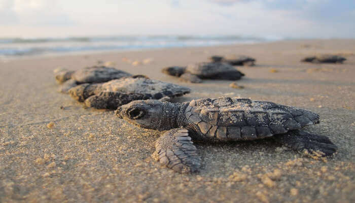 Witness Olive Ridley Turtles