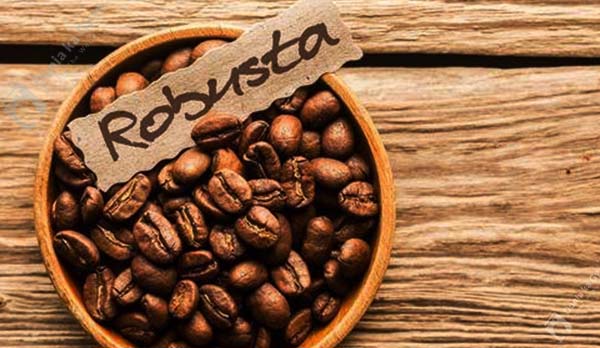 robusta