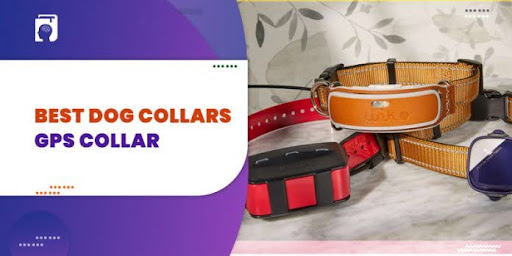 best dog collars