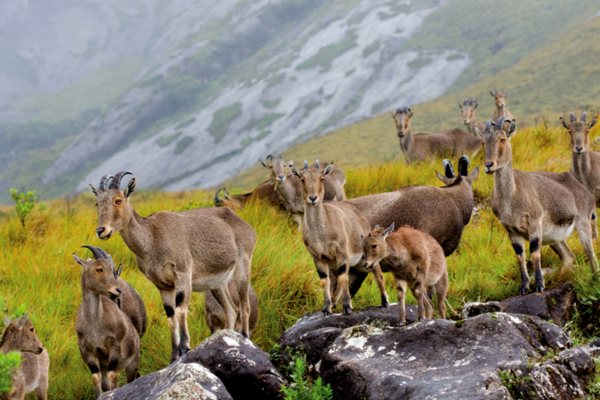 Sanctuary And National Parks in Munnar