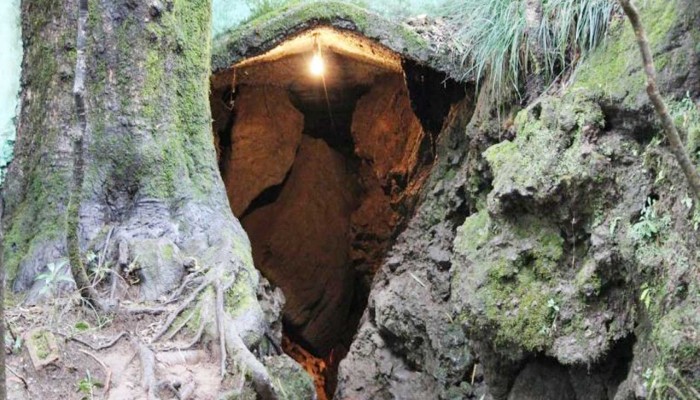 Scenic view of Eco Cave Gardens in Nainital with lush greenery and natural caves