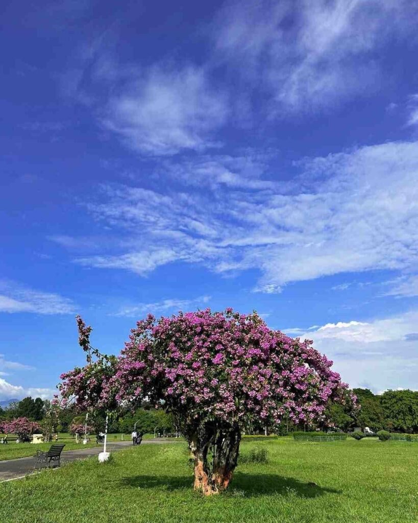 FRI Deer Park area with greenery and walking paths