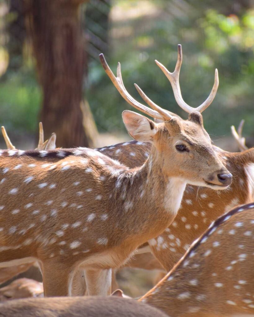 Malsi Deer Park Dehradun with deer in natural habitat.