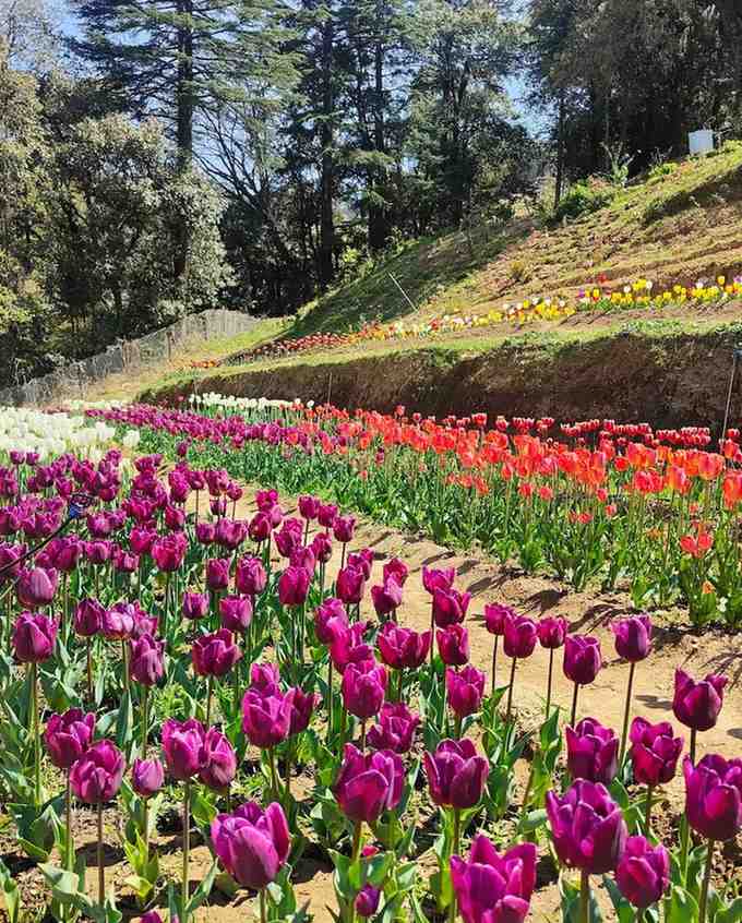 Scenic Chaubatia Gardens in Ranikhet