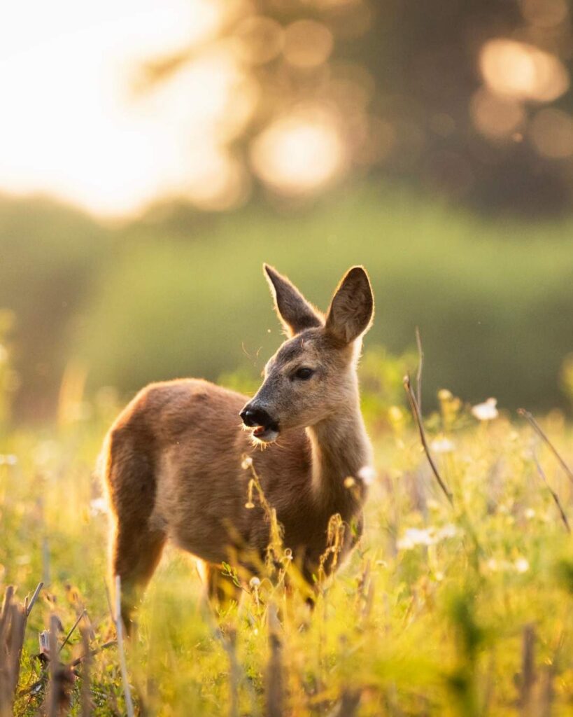 Deer at Deer Park in Almora surrounded by trees and natural greenery.