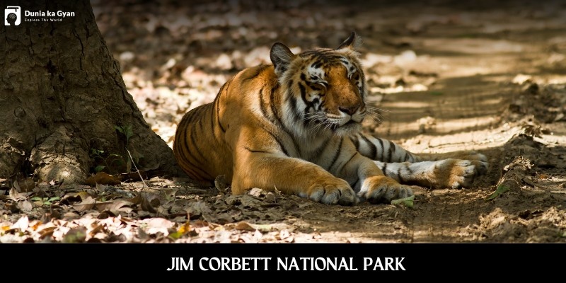 Bengal tiger resting under a tree inside Jim Corbett National Park, Uttarakhand