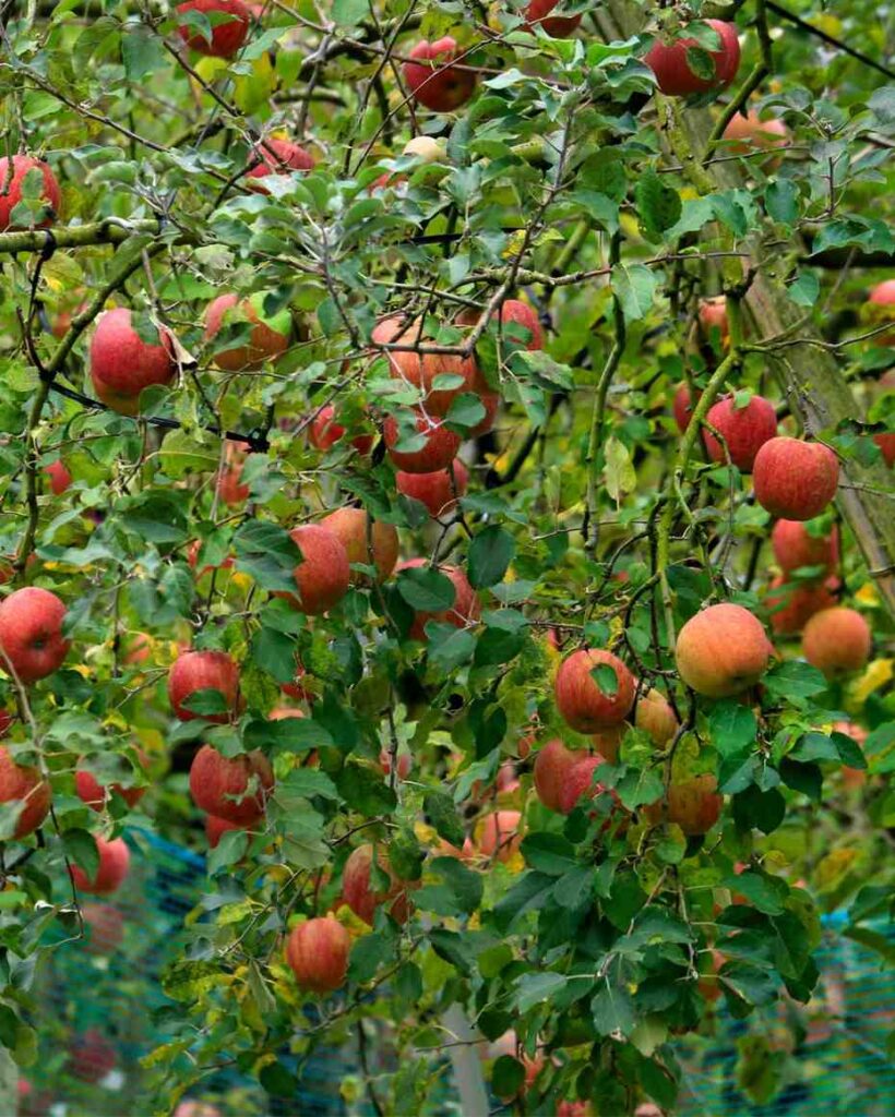 Narkanda in Himachal Pradesh, known for apple orchards and ski slopes, featuring snow-covered hills and lush landscapes