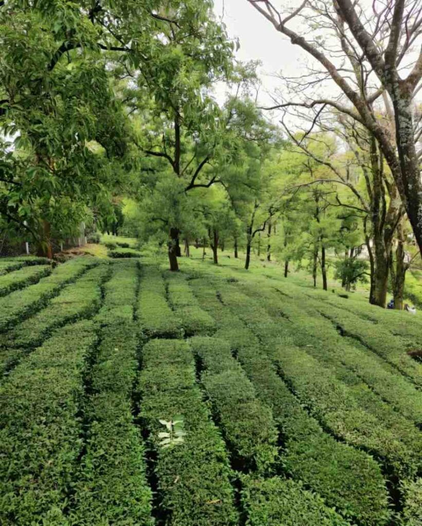 Panoramic view of Palampur featuring tea plantations, green hills, and serene natural beauty