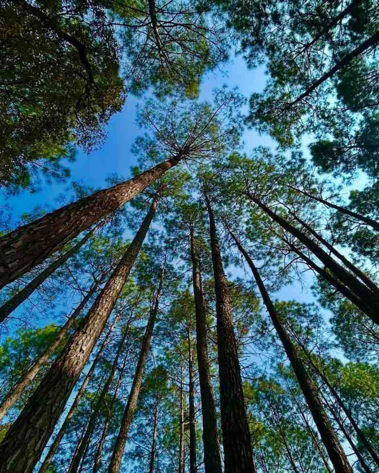 Pine forest nature trails in Ranikhet