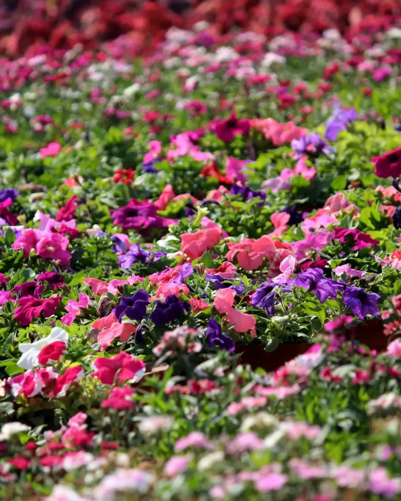 Ram Tal Horticulture Garden