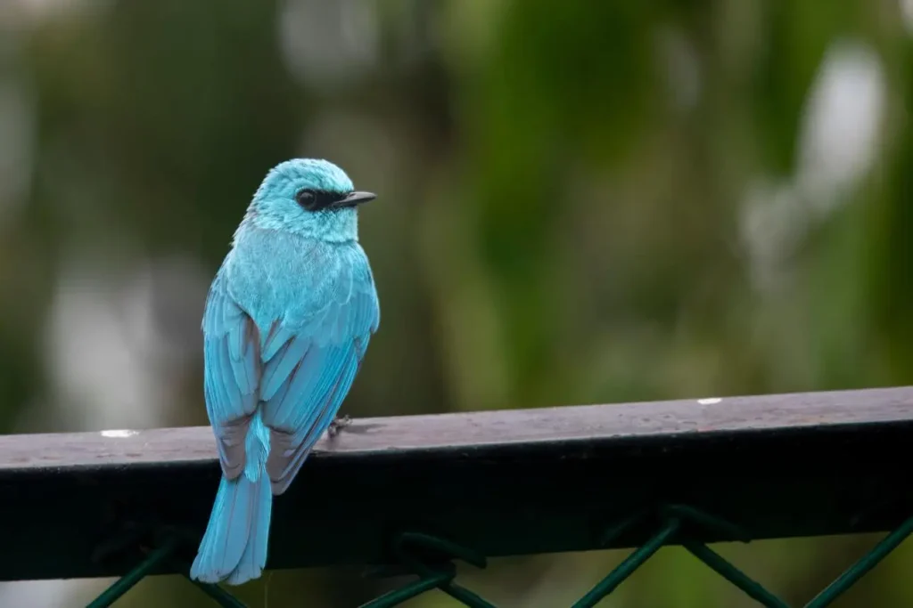 Spot Birds and Butterflies