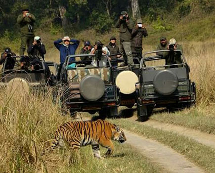 Jungle Safari in Jim Corbett