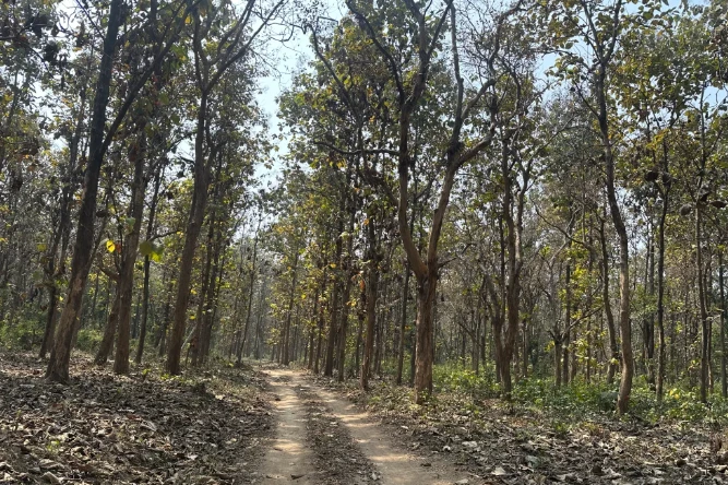 Sitabani Forest Reserve