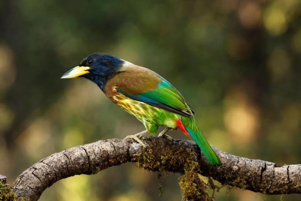 Go Birdwatching