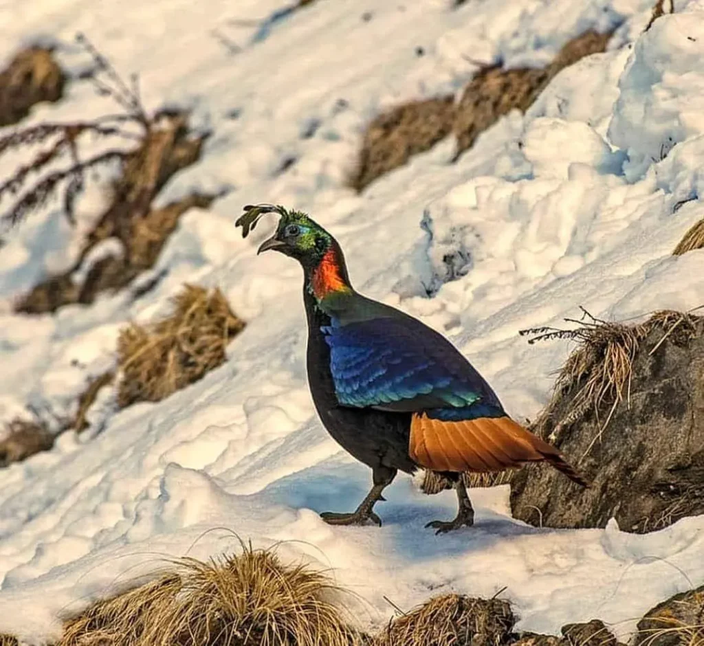 Enjoy Birdwatching