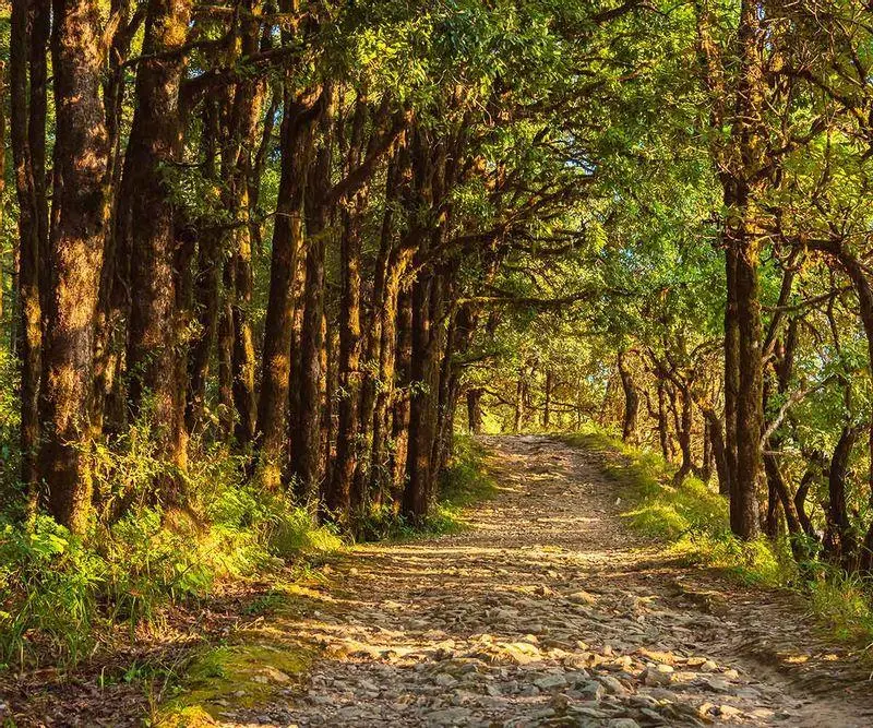 Enjoy Nature Walks Through the Forest