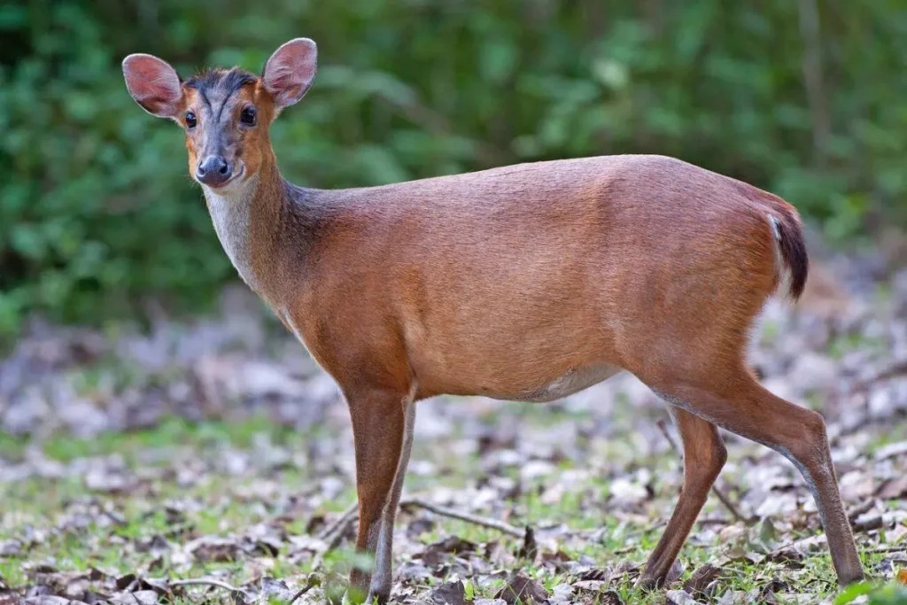 Go Wildlife Spotting