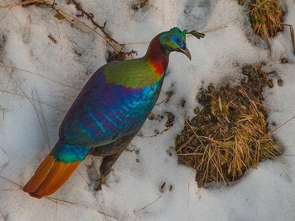 Bird
