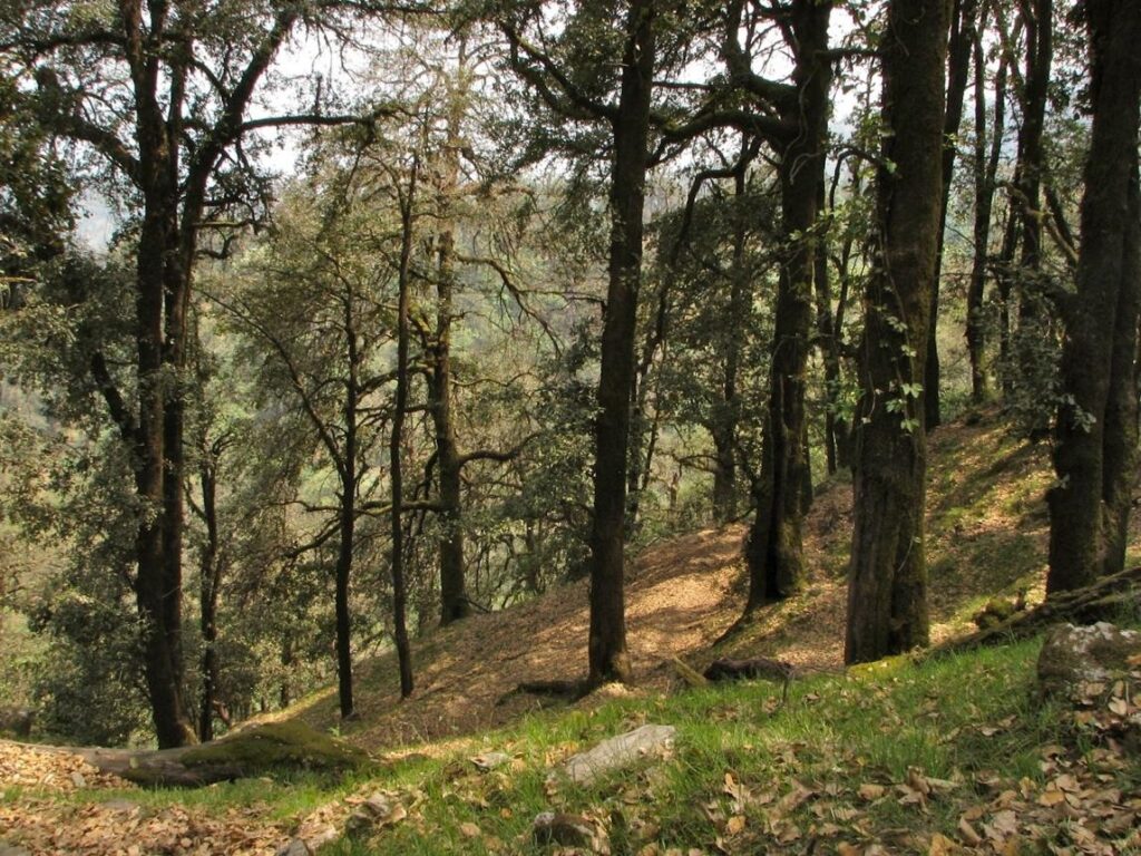 A Paradise of Himalayan Forests