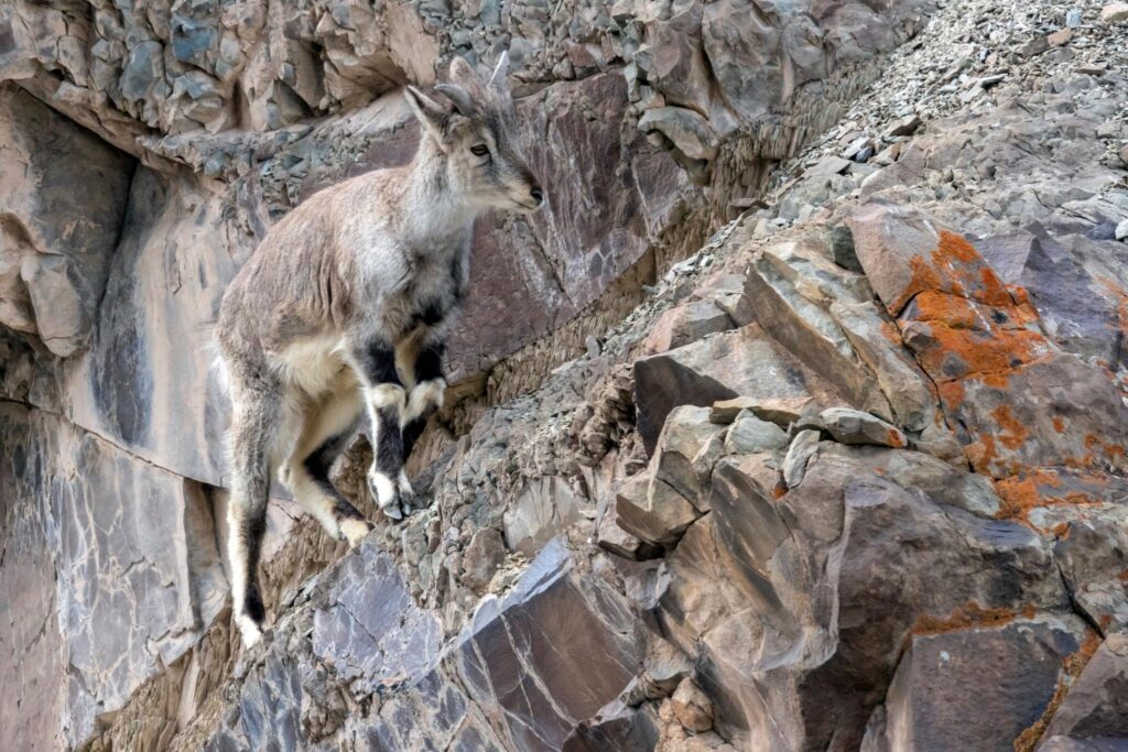 Himalayan Wildlife