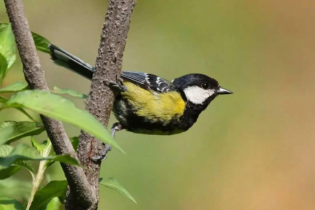 Go Birdwatching